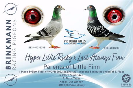 Brinkmann Racing Pigeons