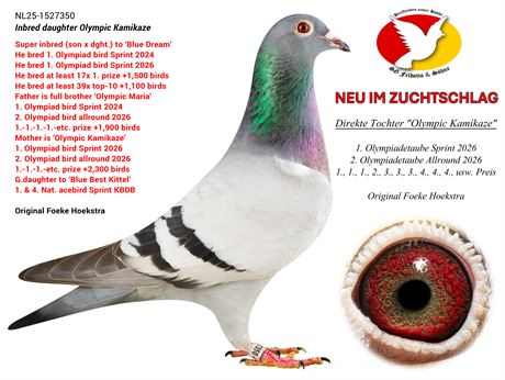 ‼️SG Feldotto: Hochkarätige Neuzugänge um "Olympic Kamikaze" im Zuchtschlag‼️