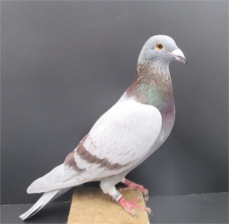 Eltern aus Orig. Prange So. 520 x To 520 x Halbschwester 520 !!!