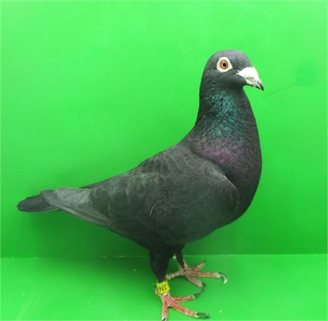 Jetzt schon an die Zucht 2027 denken !!!!! TOP schwarzer Zuchtvogel !!!!!!