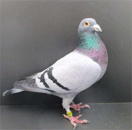 Drapa Königsfamilie Enkel Champ x Tochter Pokerfache !!!!!!