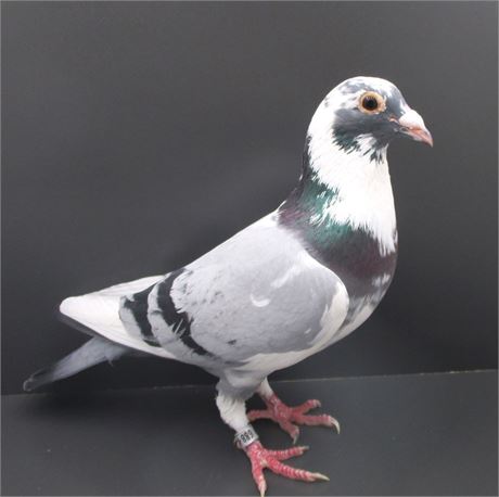 !!!!!Traumvogel Nachzucht Fröhlingsdorf Linienzucht auf den "Josef"!!!!!!