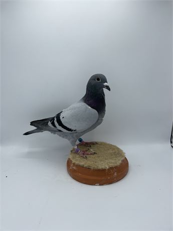 Vogel aus Hurrican NZ 10 x 1.Konkurs  x eigene Tochter, Mutter von 3 x 1.KK