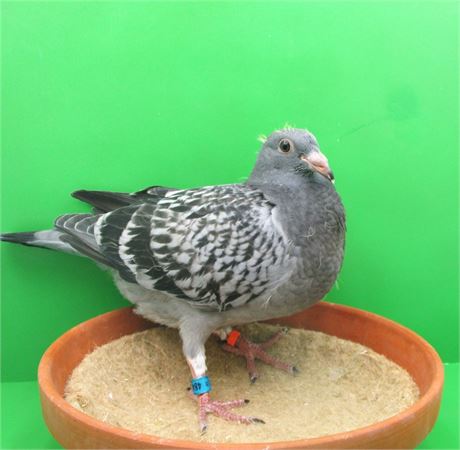 !!!!! TOP van Dyck Sohn Stammvogel x Tochter Stammvogel !!!!!!!