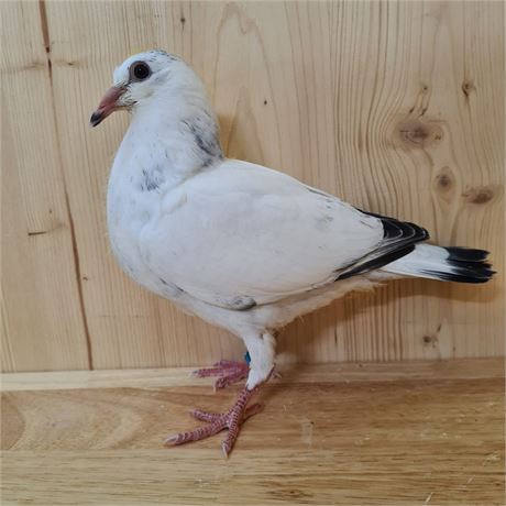 # 130" Leideman " PUR