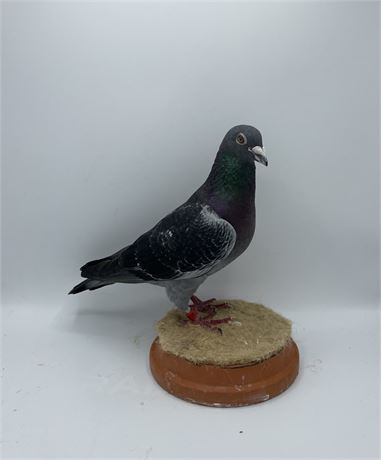 Hardy Krüger x Miss Black, 260 Vater von 1.Platz Superstar, 466 GM von 3 x 1 KK.