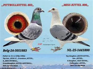Objekt Bild