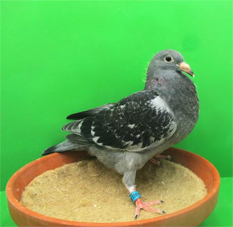 TOP für Onloft !!!! RV !!!!! und Weitstrecke !!!!!