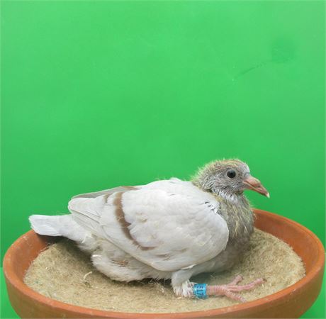 TOP Prange Nachzucht 802 1. Assvogel Deutschland !!!!!