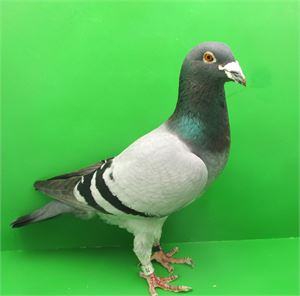 Objekt Bild