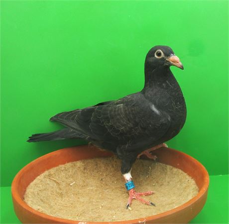 TOP Jungtaube aus Geschwisterpaarung Black Wonder 5 x 1. Preis !!!!!!