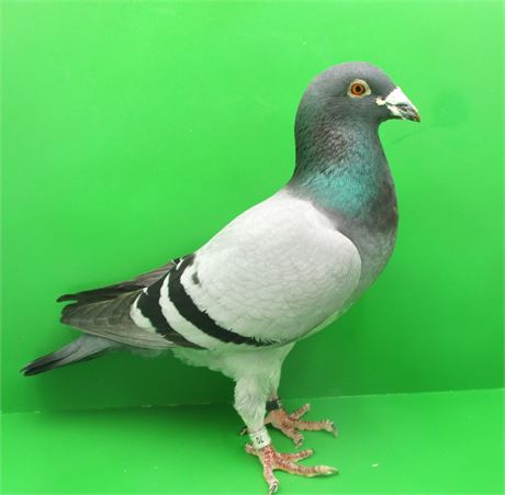 "De Guss 858" Traumvogel aus Sohn x Enkel de Guss !!!!!