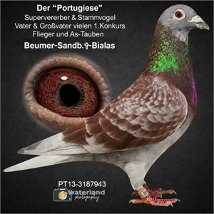 Objekt Bild