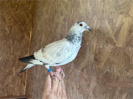RO-26-241915 - Super OLR - Inbred to Kittel x Pitbull x Altmiks Soudy