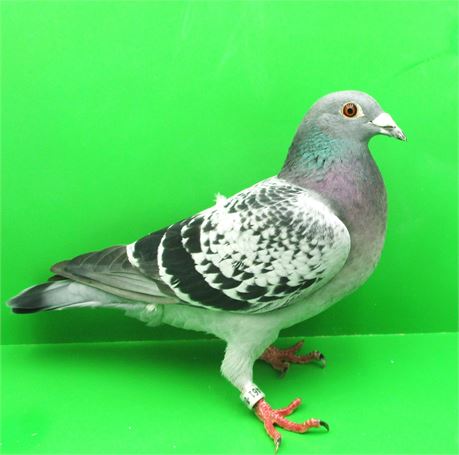 TOP van Dyck Weibchen aus Leistungstauben MUTTER 4 x 1. Preis !!!!!!