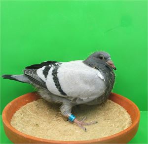 Objekt Bild