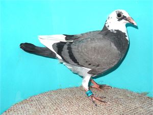 Objekt Bild