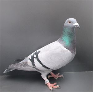 Objekt Bild