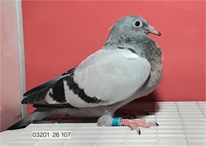 Objekt Bild