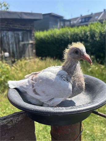 2 Jungtauben van den Bulck x Hartmut Will