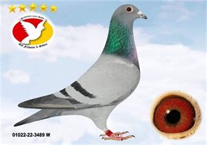 Objekt Bild