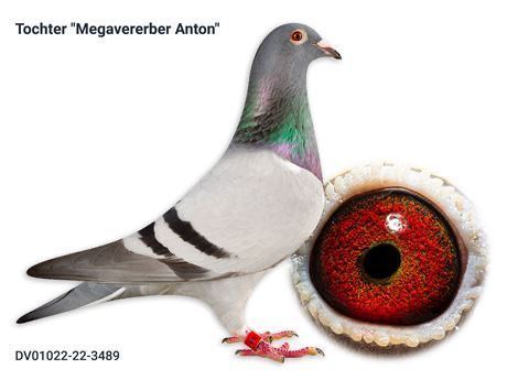 Tochter Megavererber Anton!  Highlight!!!