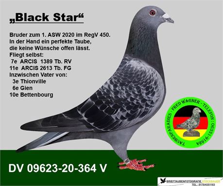 "Black Star", top Zuchtvogel - original Fuchs + Wolf