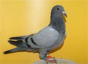Objekt Bild