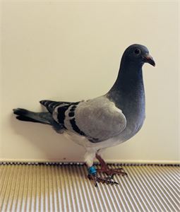 Objekt Bild