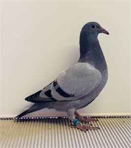 Objekt Bild