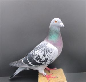 Objekt Bild