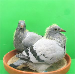 Objekt Bild