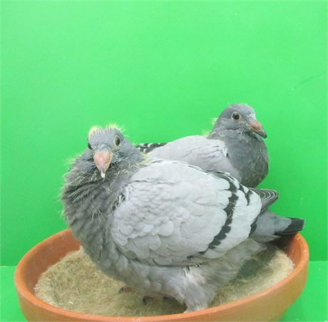 TOP van Dyck Sohn Stammvogel x Enkelin Stammvogel !!!!!!!!!