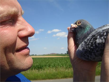WORLD BEST PIGEON 2025 OLR - Andreas Möller