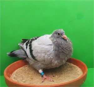 Objekt Bild
