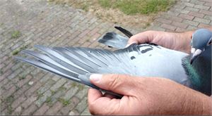 Objekt Bild