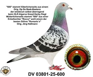 Objekt Bild