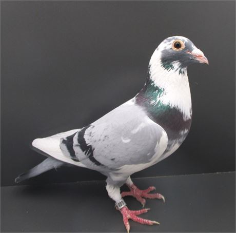 Drapa ; van Dyck ; Prange ; Meier Rahden; Fröhlingsdorf ; und andere !!!!!!!