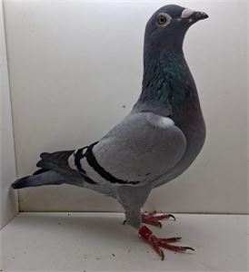 Objekt Bild