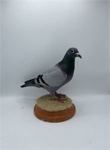 Objekt Bild
