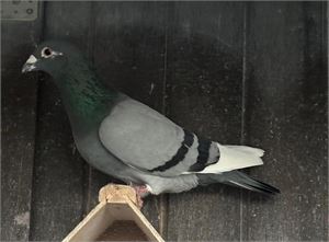 Objekt Bild
