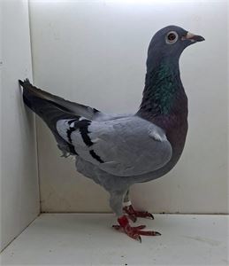 Objekt Bild