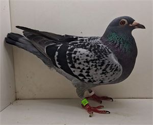 Objekt Bild