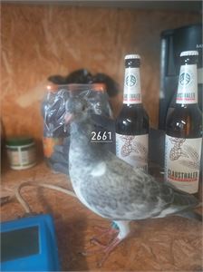 Objekt Bild