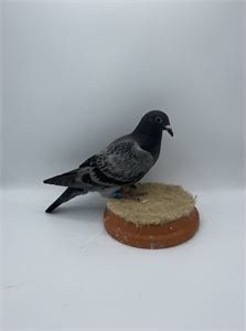 Objekt Bild