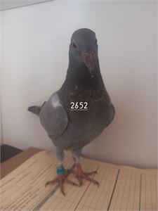 Objekt Bild