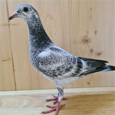# 157" Leideman " PUR