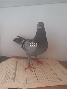 Objekt Bild