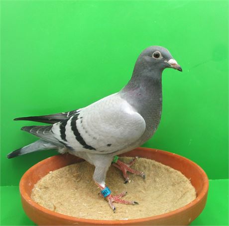 Fieneke Pur !!!!! Fieneke 5000 aus Orig. Püttmann !!!!!